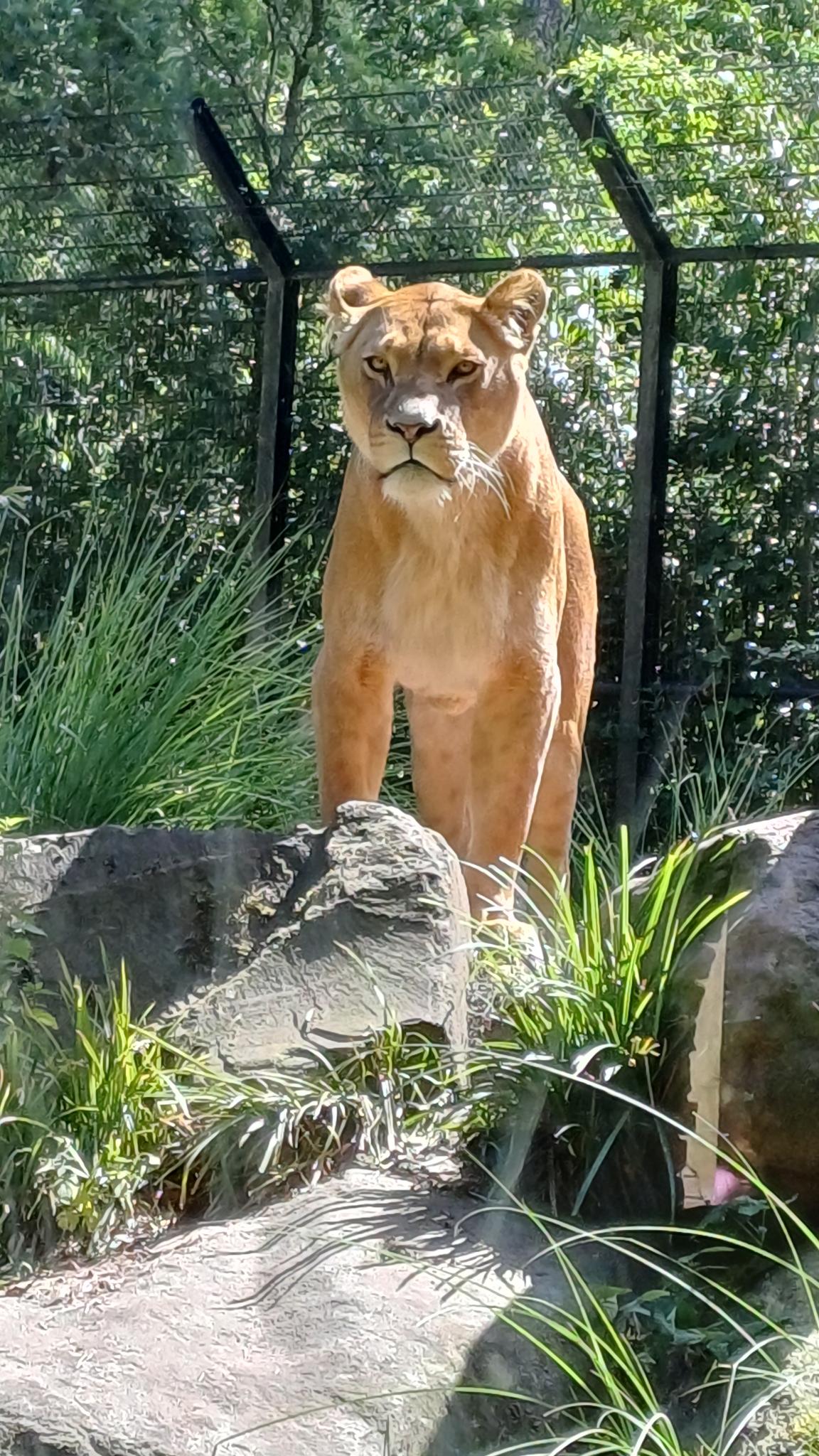 Je bekijkt nu 2026-08-06 Dagje Dierenpark Amersfoort